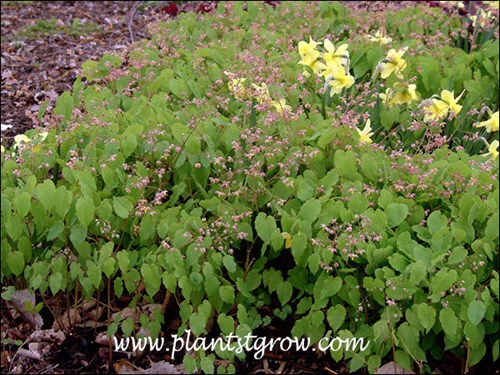 A nice combination of the Epimedium and Daffodils. The daffodils deteriorating foliage will disappear in the Epimedium plant.